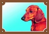 Papírenské zboží - Színes jel Vigyázat kutya, sima szőrű tacskó
