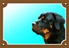 Papírenské zboží - Színes jel Figyelem kutya, Rottweiler
