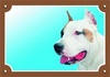 Papírenské zboží - Színes jel Figyelem kutya, Staffordshire amerikai terrier