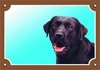 Papírenské zboží - Színes jel Figyelem kutya, fekete labrador
